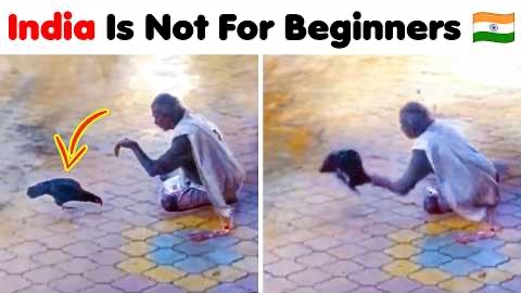 Why 'India Is Not For Beginners' Memes Are Winning the Internet